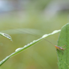 Conocephalus exemptus