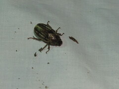 Polyphylla occidentalis