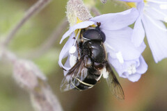 Eristalis cryptarum