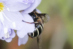 Eristalis cryptarum