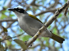 Phaenicophilus palmarum