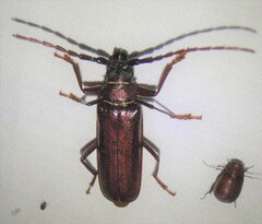Orthosoma brunneum