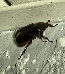 Scarabaeidae