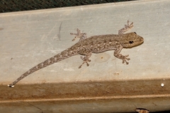 Lygodactylus chobiensis