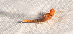 Ephemerella dorothea