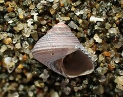 Micrelenchus huttonii