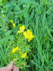 Lysimachia quadriflora