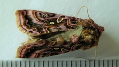 Autographa mappa