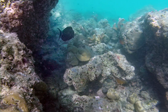 Acanthurus nigricauda