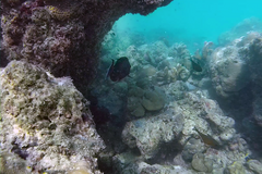 Acanthurus nigricauda