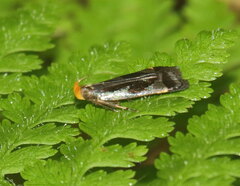 Dichomeris ochripalpella