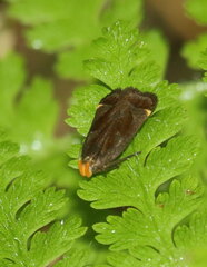 Dichomeris ochripalpella