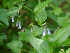 Mertensia lanceolata