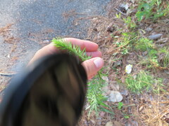 Liatris gracilis