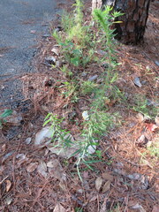Liatris gracilis