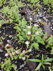 Sedum moranense
