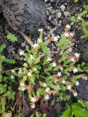 Sedum moranense