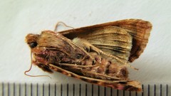 Autographa mappa