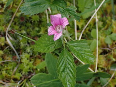 Rubus arcticus acaulis