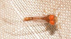 Ephemerella dorothea