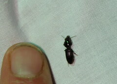 Clivina dentipes