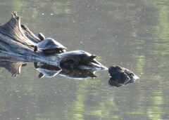 Apalone spinifera aspera