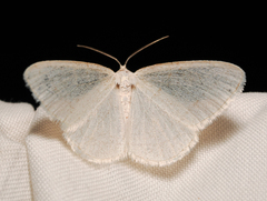 Protitame subalbaria