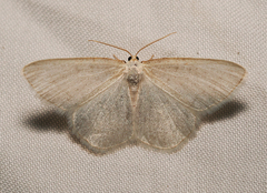 Protitame subalbaria