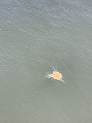 Phacellophora camtschatica