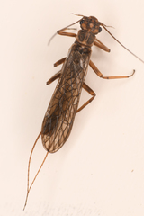 Isoperlinae