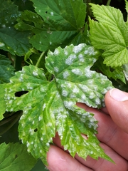 Podosphaera macularis