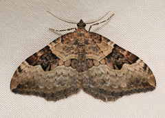 Xanthorhoe pontiaria