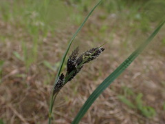 Carex albonigra