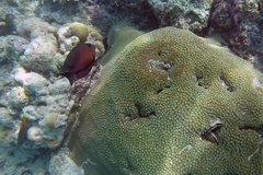 Ctenochaetus striatus