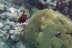 Ctenochaetus striatus