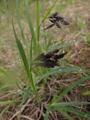 Carex albonigra