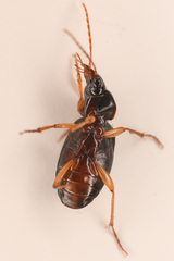 Synuchus impunctatus