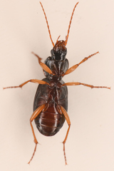 Synuchus impunctatus