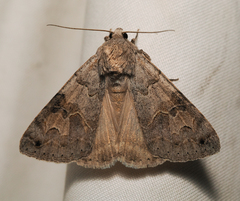 Drasteria scrupulosa