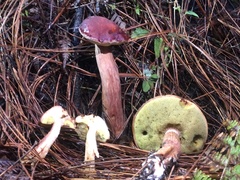 Aureoboletus projectellus