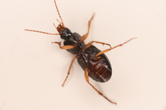Synuchus impunctatus
