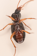 Synuchus impunctatus