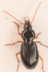 Synuchus impunctatus
