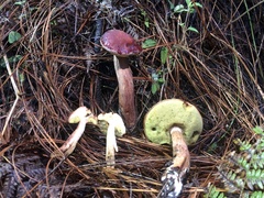 Aureoboletus projectellus