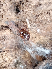 Steatoda ancorata