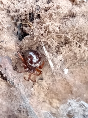 Steatoda ancorata