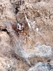 Steatoda ancorata