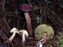 Aureoboletus projectellus