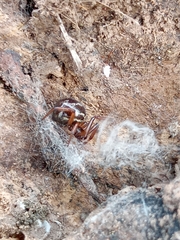 Steatoda ancorata