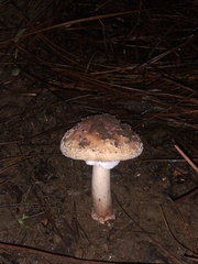 Amanita brunneolocularis